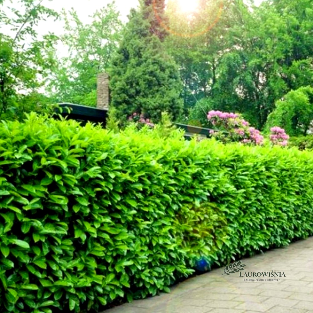 Laurowiśnia Rotundifolia