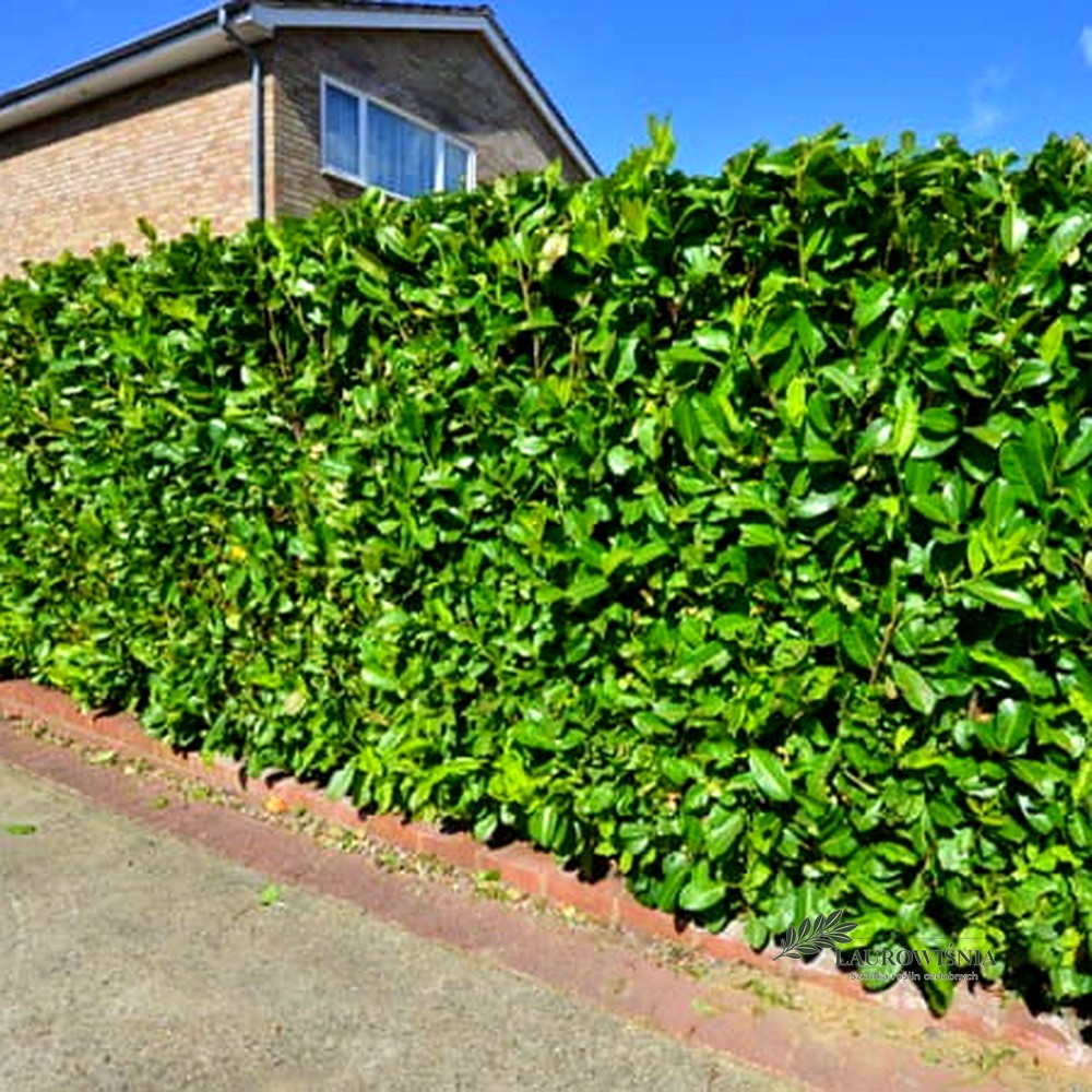 Laurowiśnia Rotundifolia
