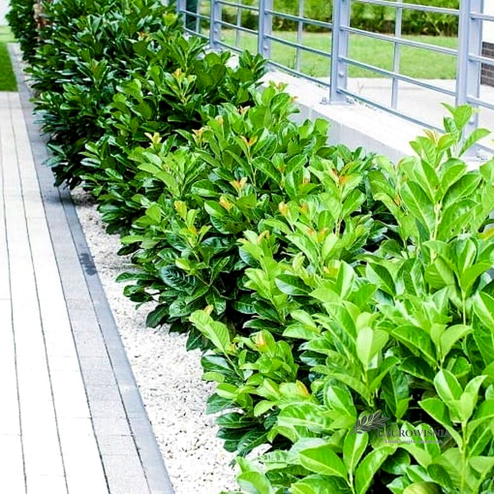 Laurowiśnia Rotundifolia