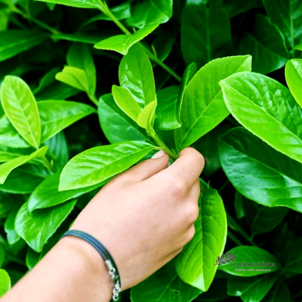 Laurowiśnia Rotundifolia