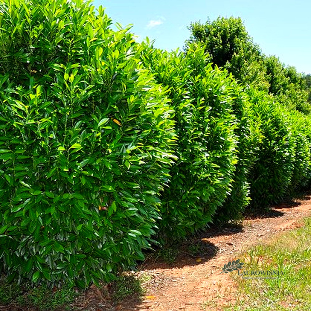 Laurowiśnia Caucasica