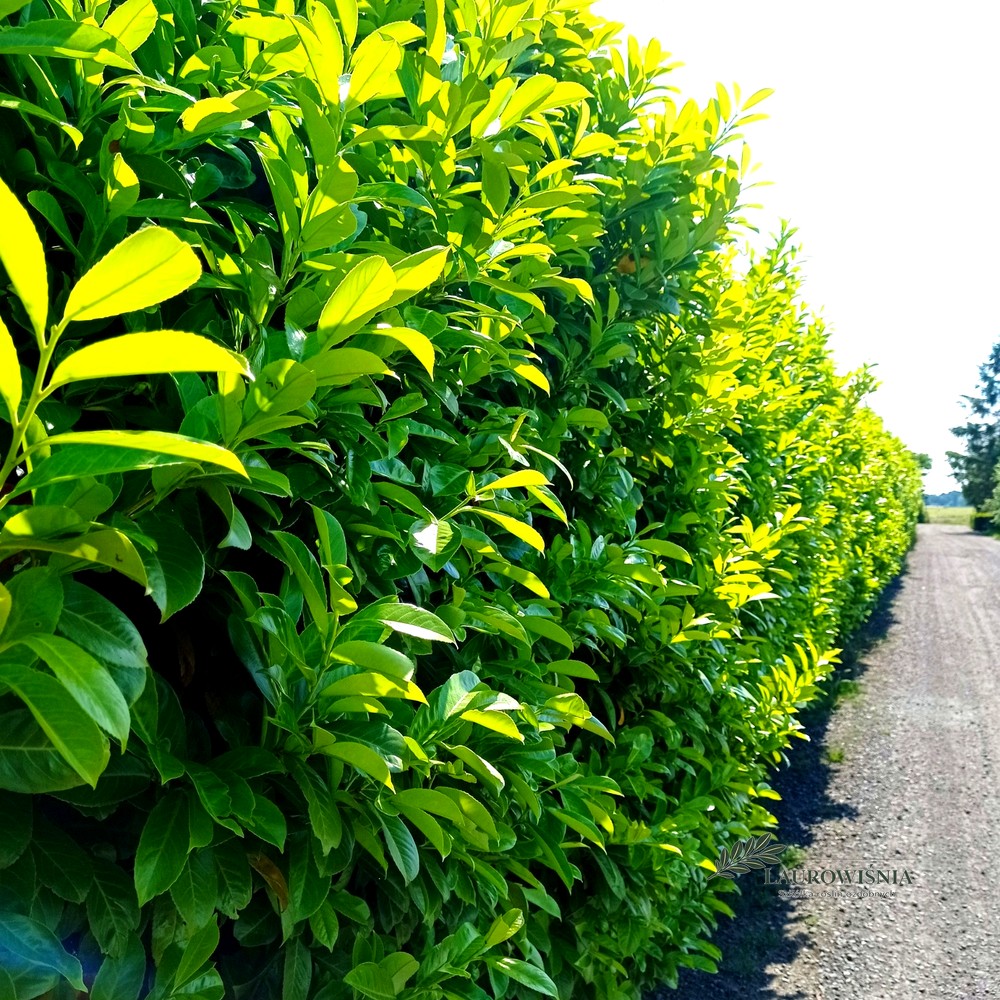 Laurowiśnia Caucasica