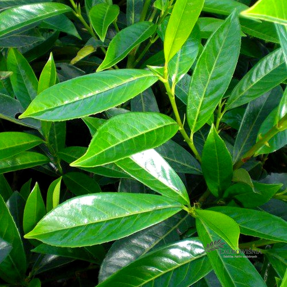 Laurowiśnia Caucasica