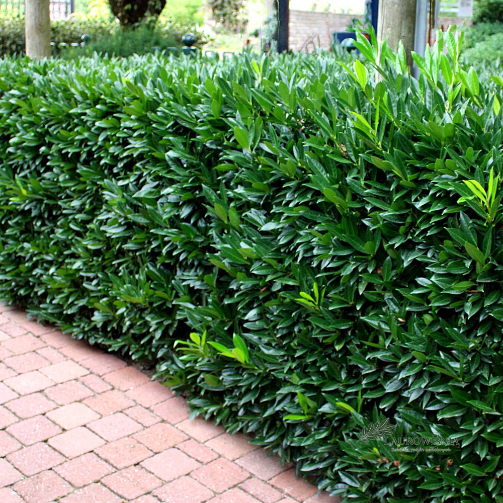 Laurowiśnia Caucasica