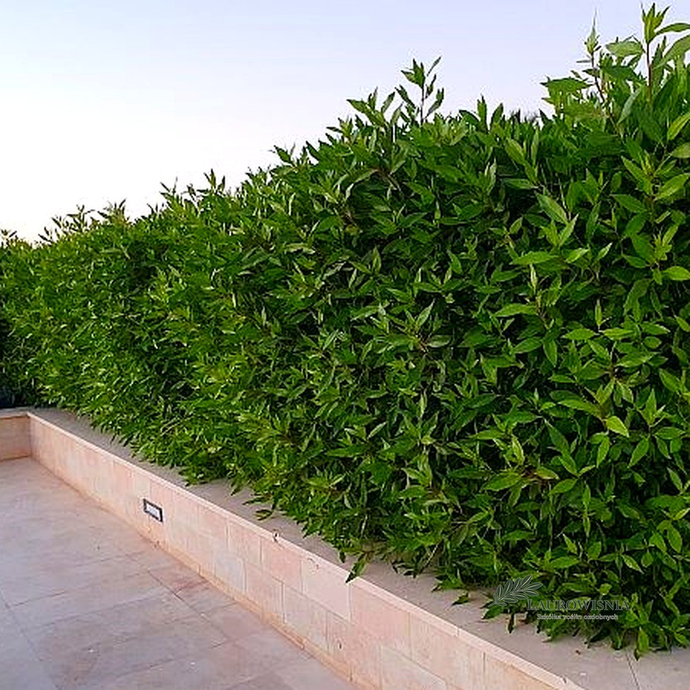 Laurowiśnia Caucasica