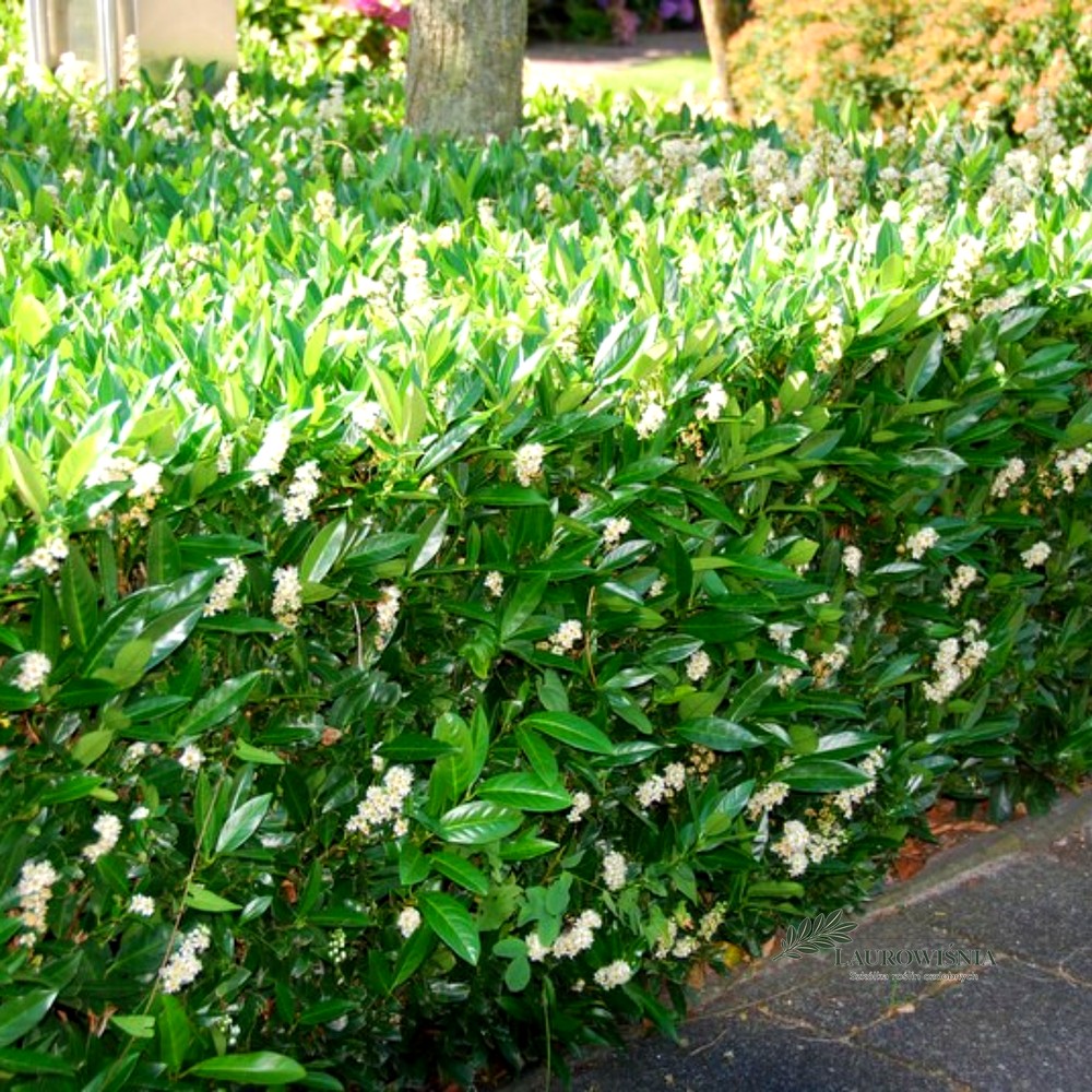 Laurowiśnia Otto Luyken