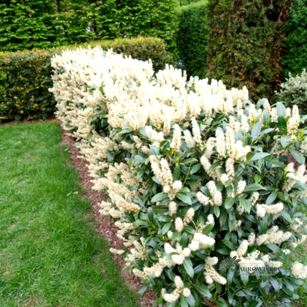 Laurowiśnia Otto Luyken