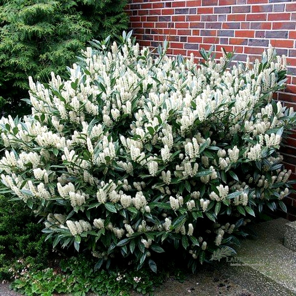 Laurowiśnia Otto Luyken