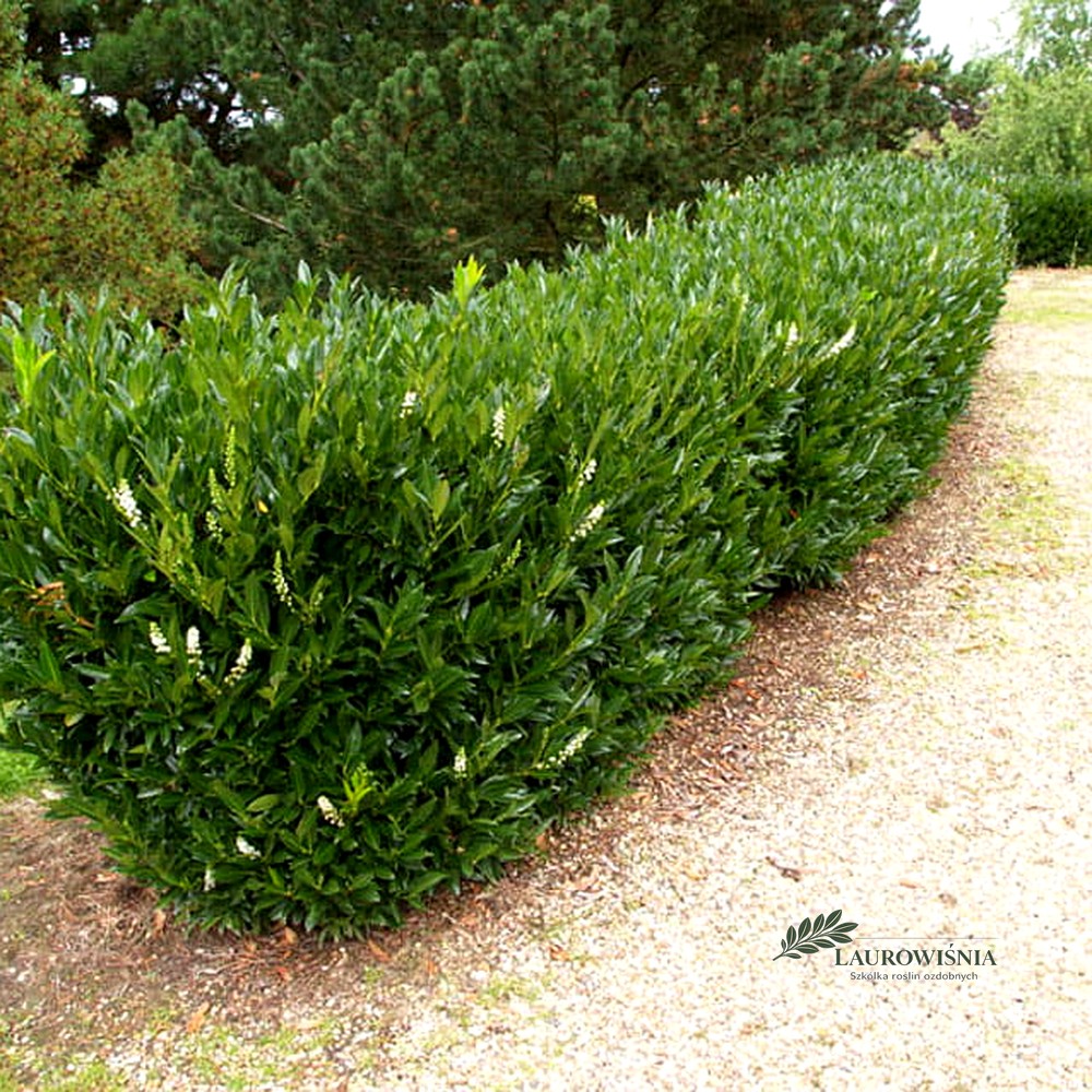 Laurowiśnia Otto Luyken