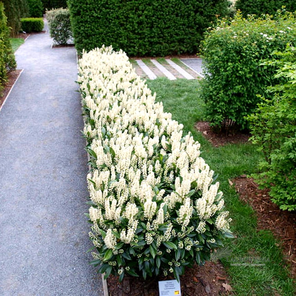 Laurowiśnia Otto Luyken