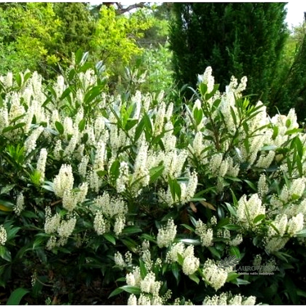 Laurowiśnia Otto Luyken